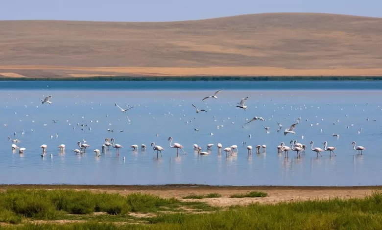 Kırşehir Kamp Alanı ve Seyfe Gölü Kuş Cenneti